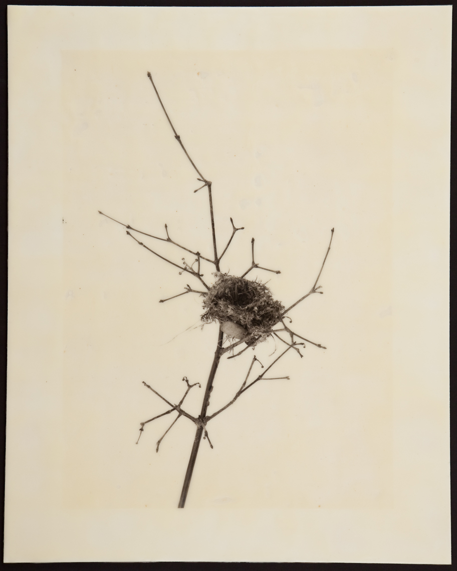 "Hummingbird Nest" by Susan Seubert