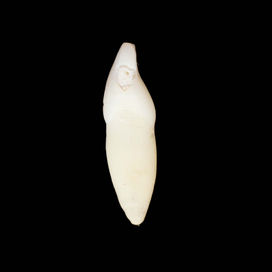 incisor_7436.jpg