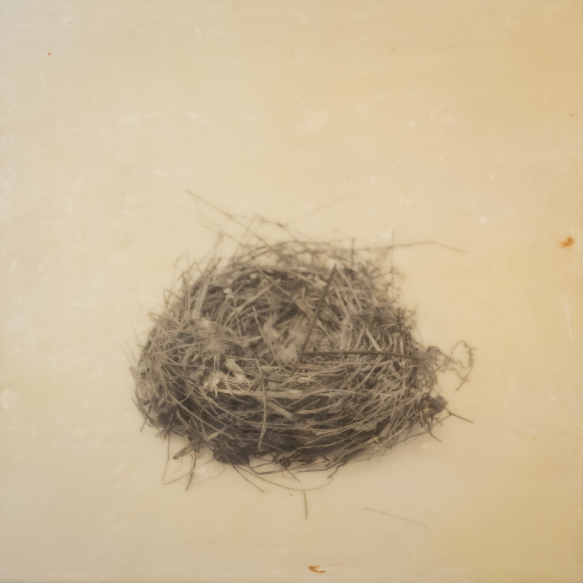 nest_encaustic_1