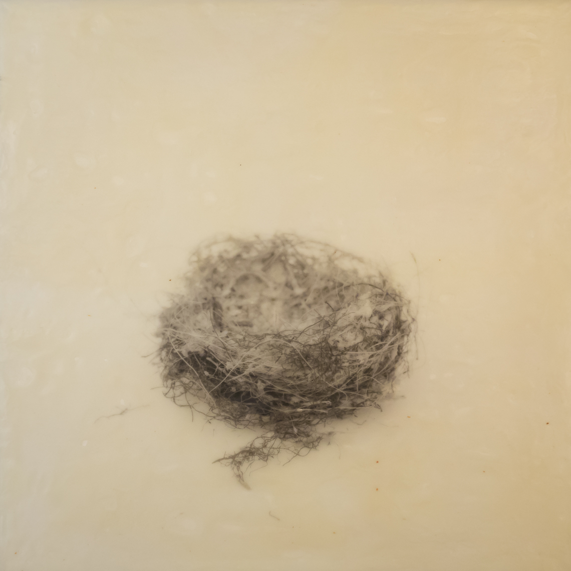 nest_encaustic_12
