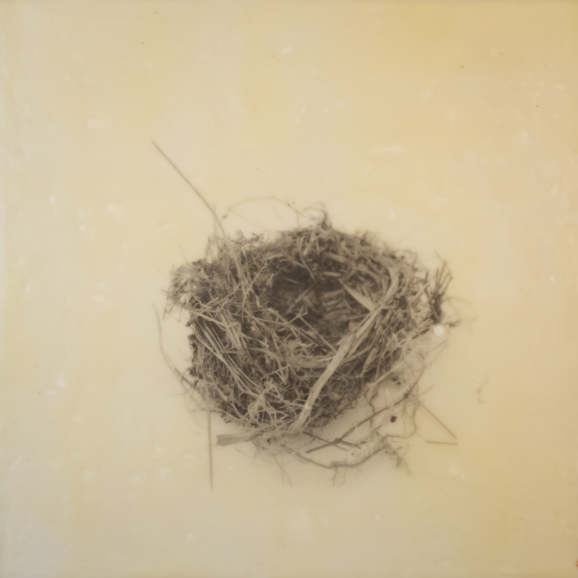 nest_encaustic_5