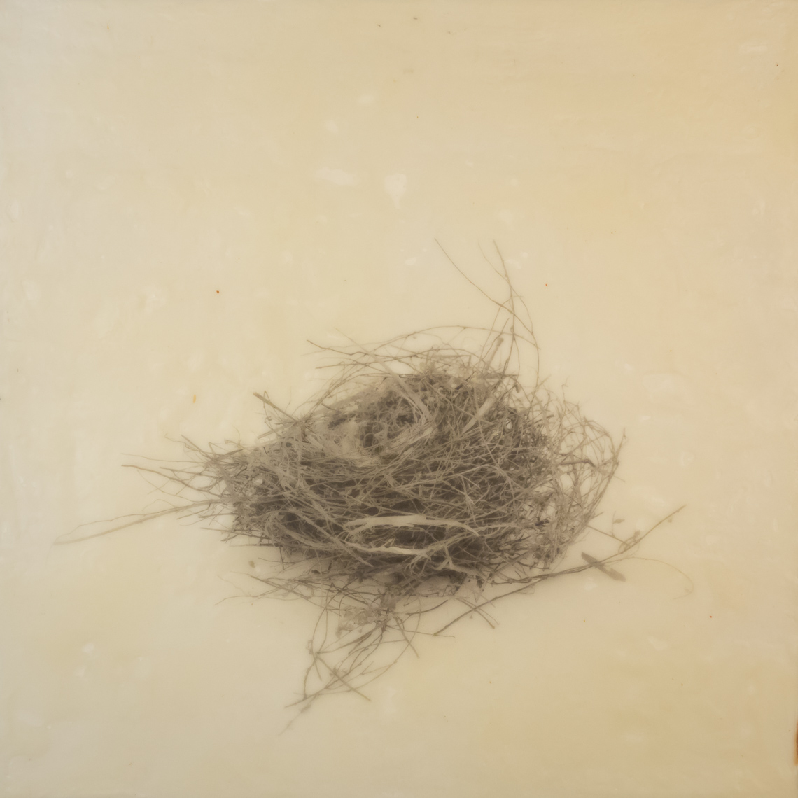 nest_encaustic_6