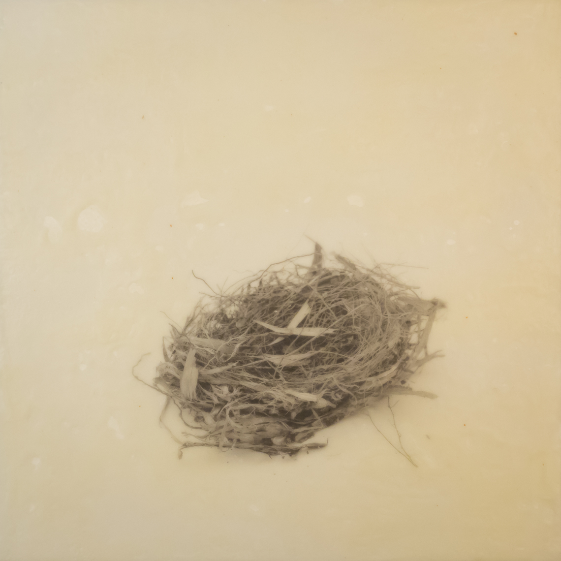 nest_encaustic_7