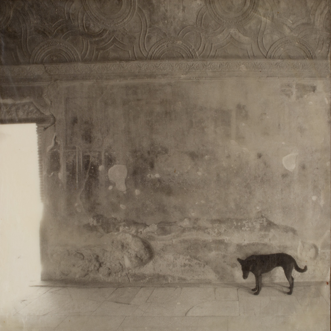 Pompeii, Stray Dog