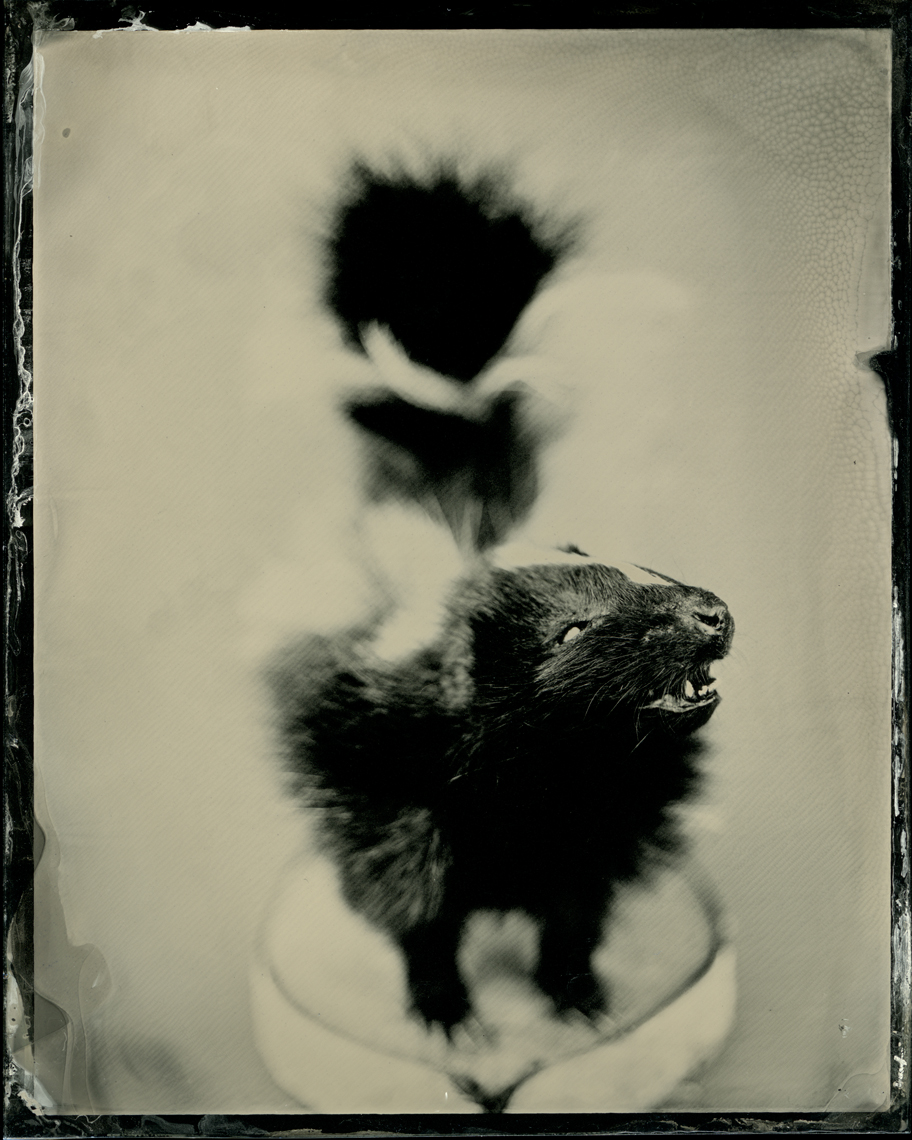 skunk_1.jpg