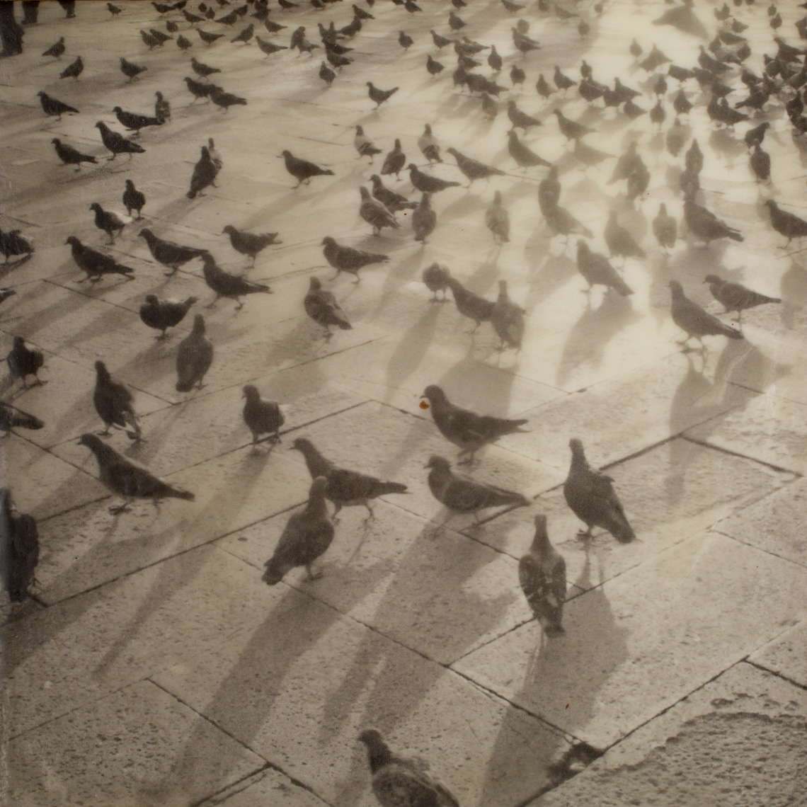 Venice, Pigeons